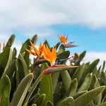 Sunny Getaway In Funchal (Madeira)