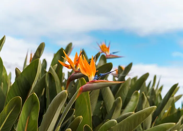 Sunny Getaway In Фуншал