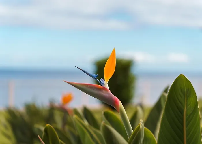 Апартаменты Sunny Getaway In Фуншал